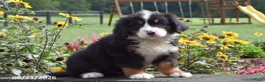 Monty