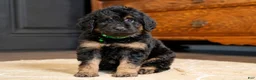 Mini Goldendoodle dogs for sale: Mr. Milo (Mini) - Ad 4