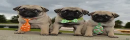 Pug dogs for sale: Porter - Ad 18