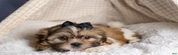 Shih Tzu dogs for sale: GIGI - Ad 12