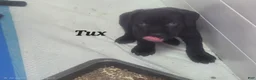 Cane Corso dogs for sale: Tux - Ad 3