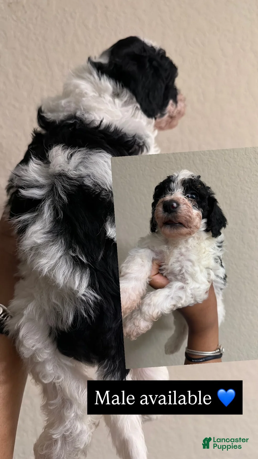 Cavapoo dogs for sale: Cavapoo Puppy 1 - Ad 2