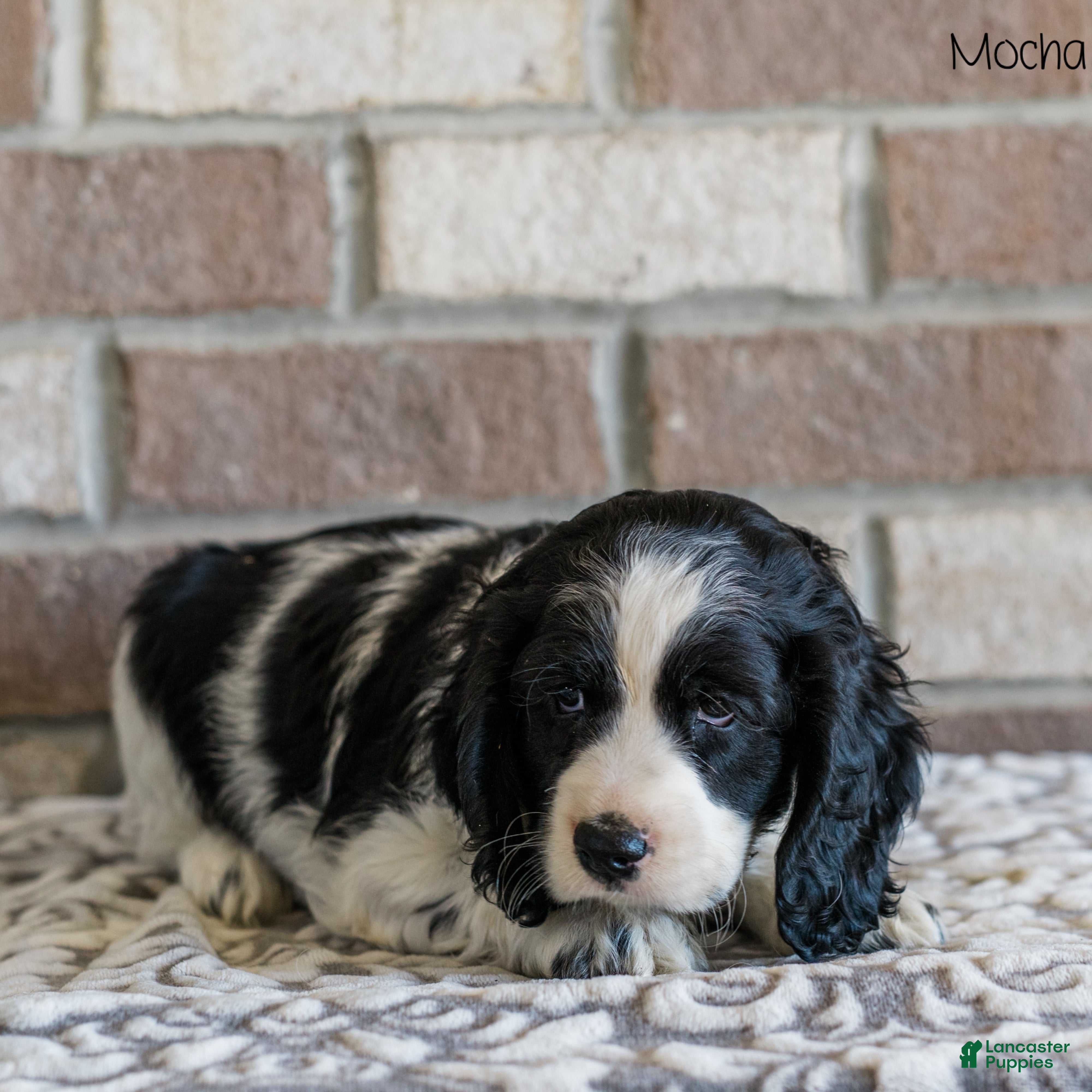 Spaniel Puppies Do Tibetan Spaniels Shed Cheap Do Tibetan Spaniels