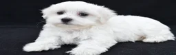 Maltese dogs for sale: Cash - Ad 3