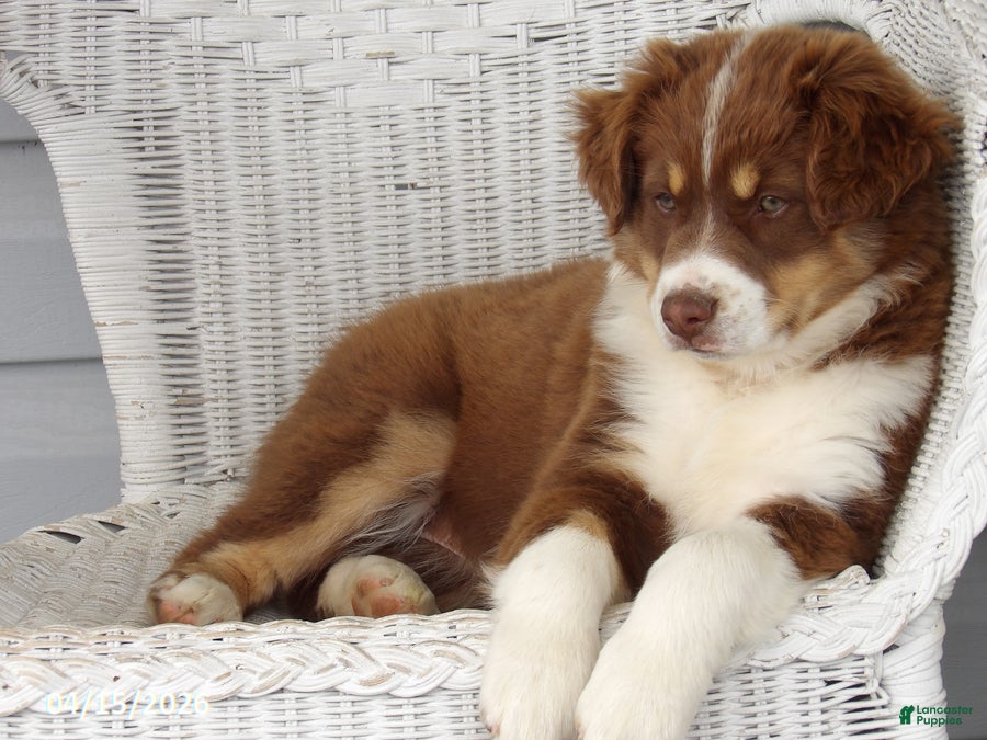 Australian Shepherd dogs for sale: Tinker - Ad 3