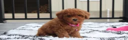 Bichpoo dogs for sale: Trixie - Ad 14