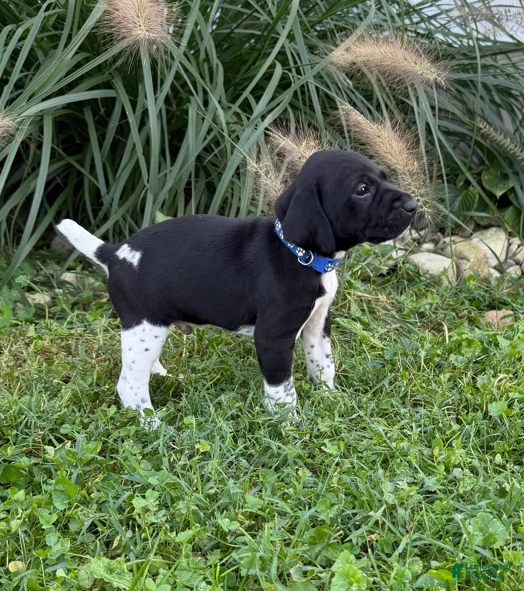 German Shorthaired Pointer dogs for sale: German Shorthaired Pointer 3 - Ad 2