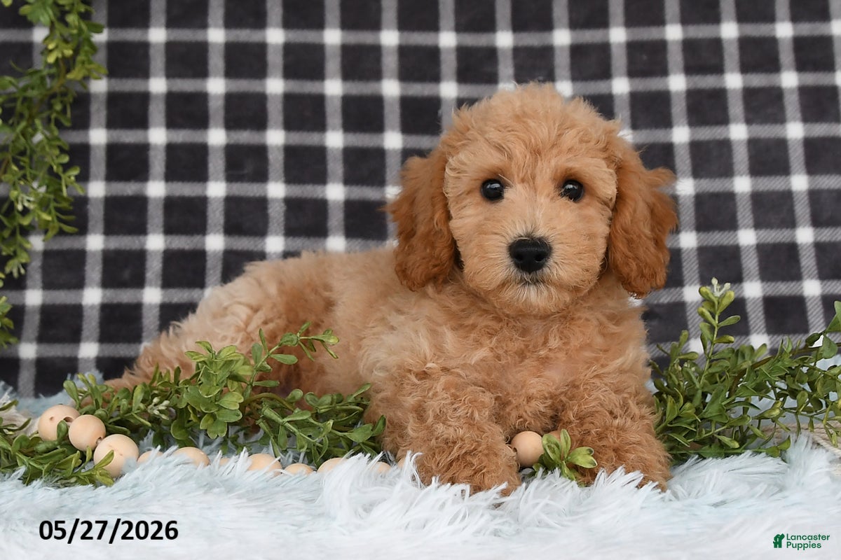 Bichpoo dogs Hugo - Ad 1