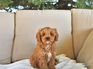Cavapoo dogs for sale: Bella Mia - Ad 1