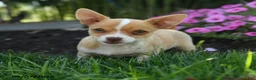 Chihuahua dogs for sale: Novak - Ad 3