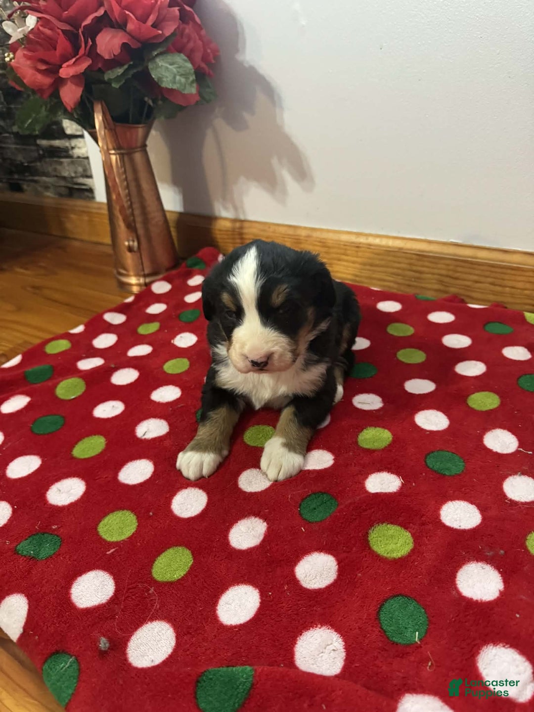 Bernese Mountain Dog dogs for sale: Holly - Ad 6