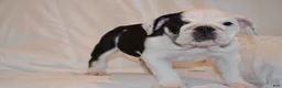 English Bulldog dogs for sale: Bayla (Black Tri) - Ad 1