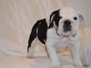 English Bulldog dogs Bayla (Black Tri) - Ad 34