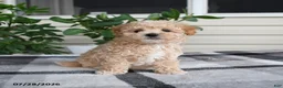 Maltipoo dogs for sale: Lincoln - Ad 3