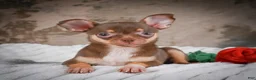 Chihuahua dogs for sale: Laura - Ad 7