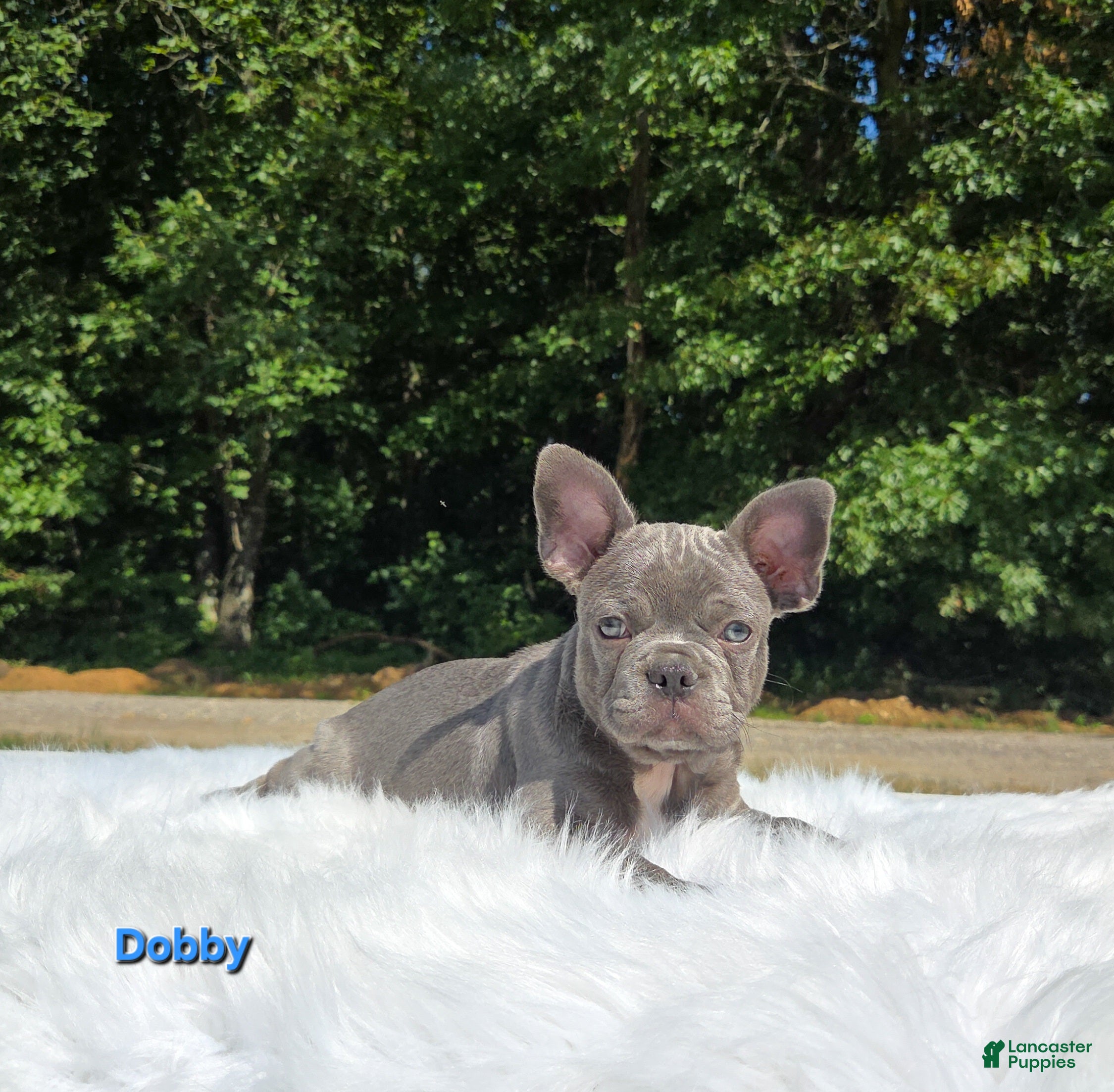 Frenchton dogs Dobby - Ad 1