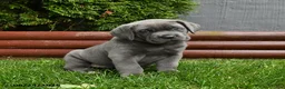Cane Corso dogs for sale: Anbil - Ad 4