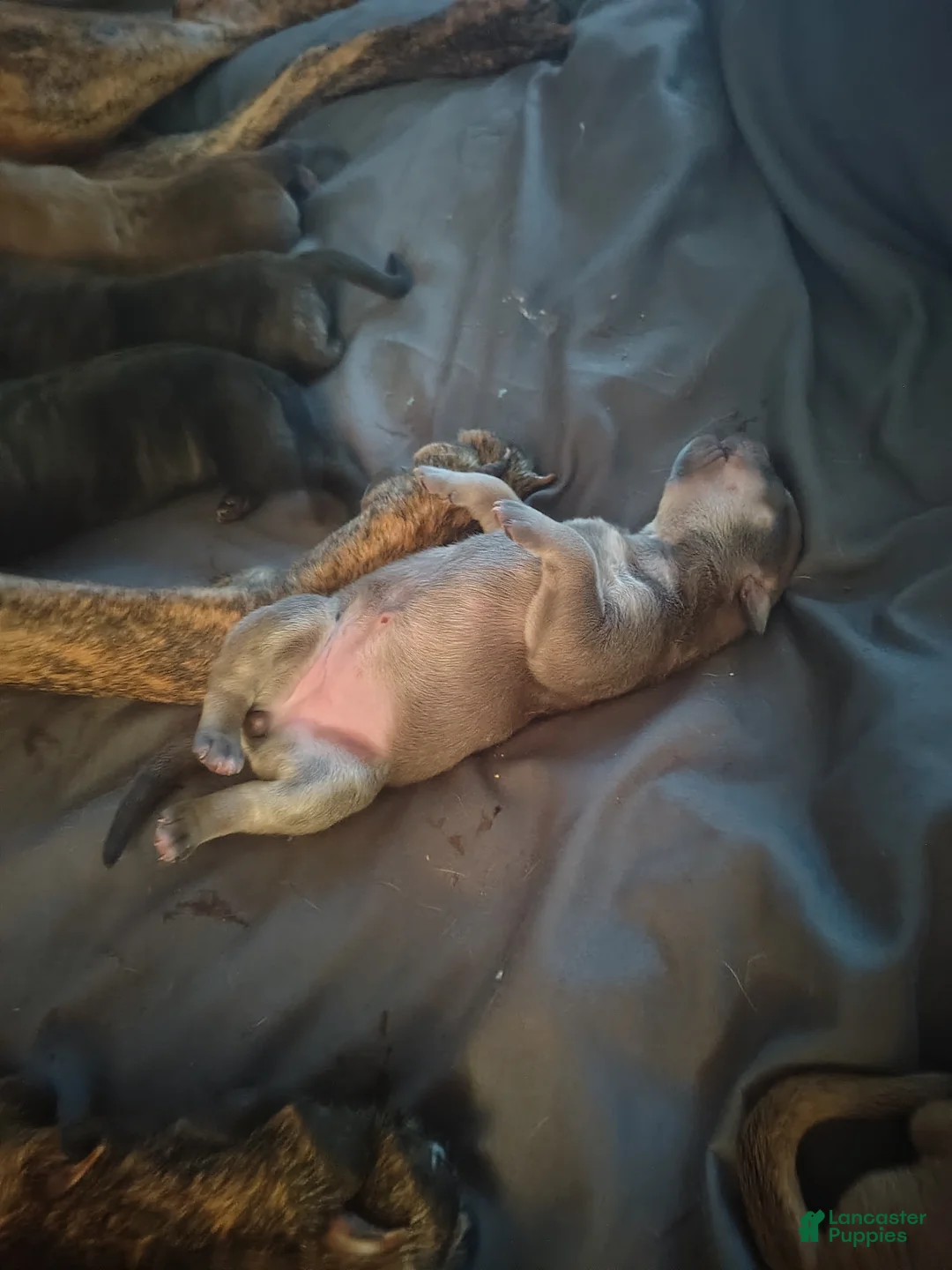 Mixed Breed dogs for sale:  calico  - Ad 1