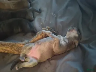 Mixed Breed dogs calico - Ad 4