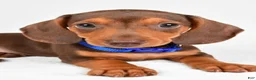 Miniature Dachshund dogs for sale: Austin - Ad 5