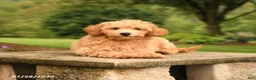 Mini Goldendoodle dogs for sale: Abby - Ad 3