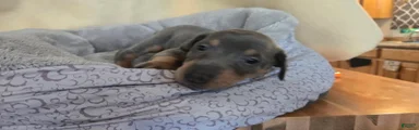 Doberman Pinscher 10