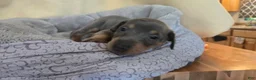 Doberman Pinscher dogs for sale: Doberman Pinscher 10 - Ad 1