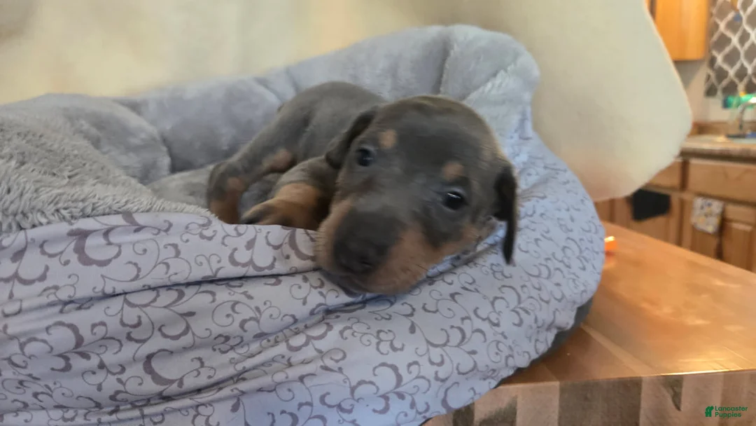 Doberman Pinscher dogs for sale: Doberman Pinscher 10 - Ad 1