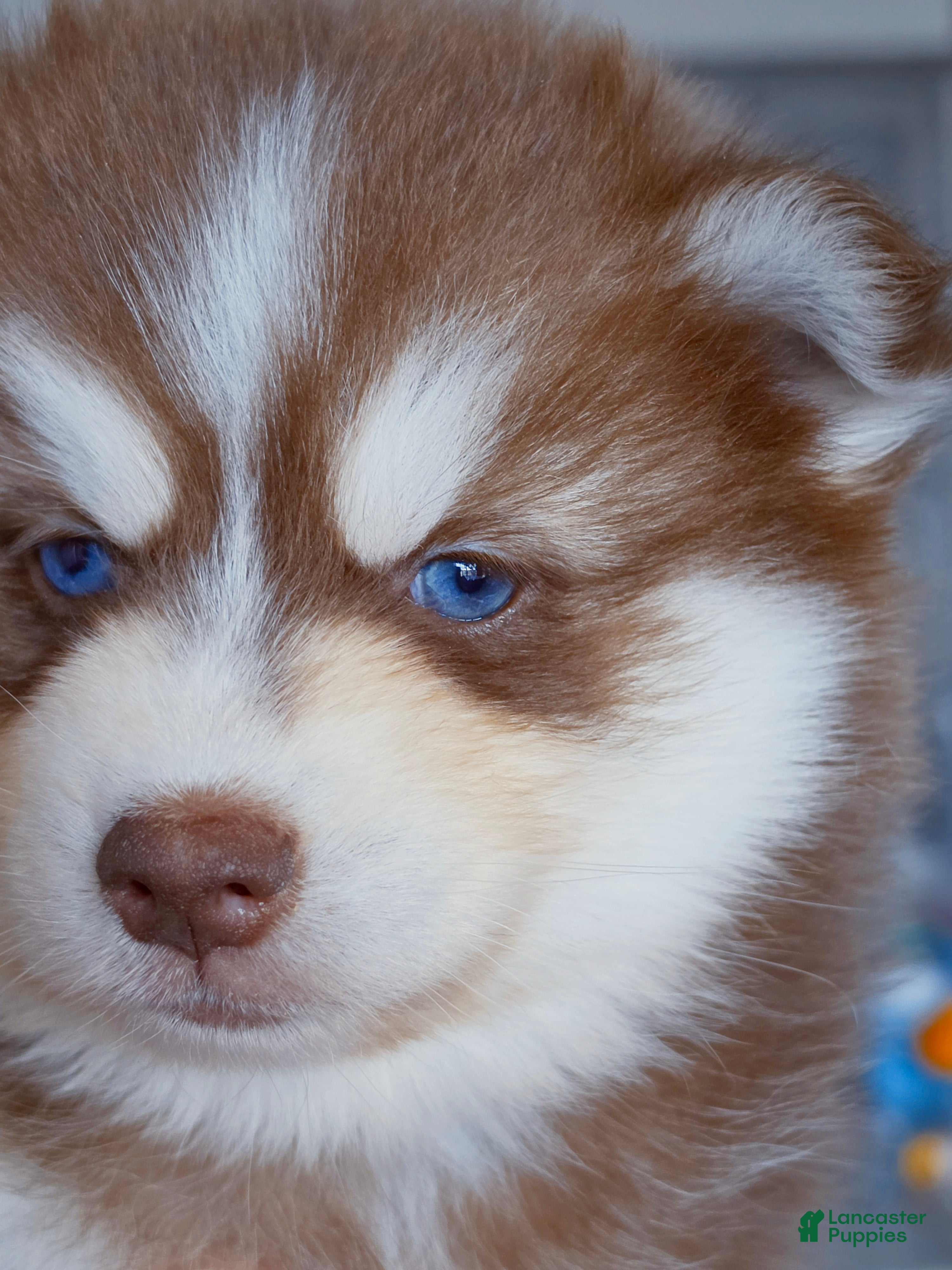 Pomsky dogs Flame - Ad 12