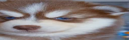 Pomsky dogs for sale: Flame - Ad 1