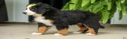 Bernese Mountain Dog dogs for sale: SAMSON - Ad 24