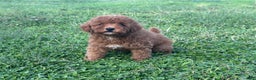 Toy Poodle dogs for sale: Toy Poodle Puppy 4 - Ad 3