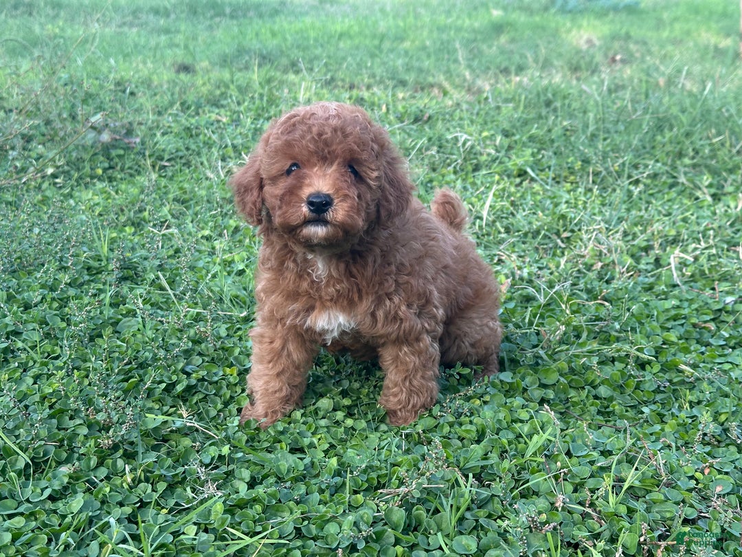 Toy Poodle dogs for sale: Toy Poodle Puppy 4 - Ad 3