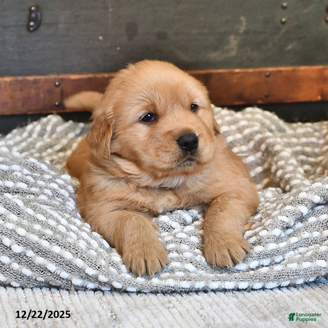 Golden Retriever dogs for sale: Sir Bentley - Ad 2