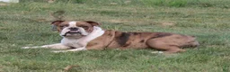 English Bulldog dogs for sale: Hayes - Ad 9