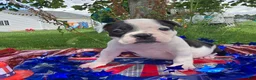 Olde English Bulldogge dogs for sale: Bonnie - Ad 12