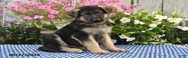 Gunnar
