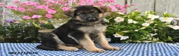 German Shepherd dogs for sale: Gunnar - Ad 1