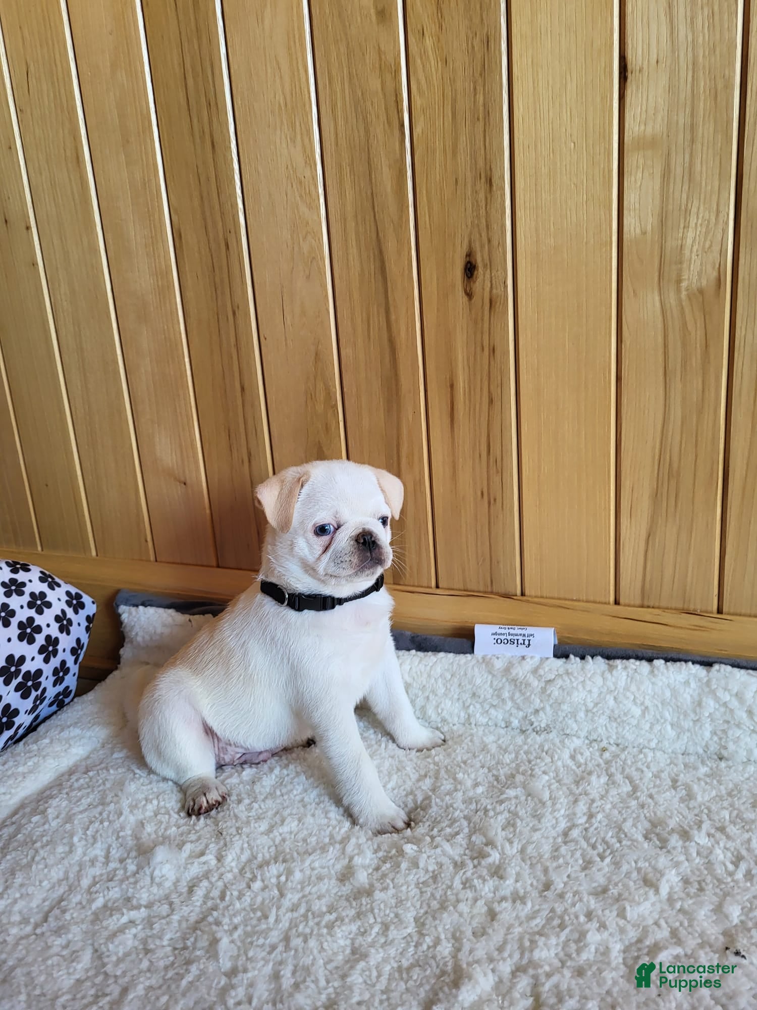 Pug dogs Brock - Ad 1