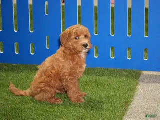 Goldendoodle dogs Eagle - Ad 15