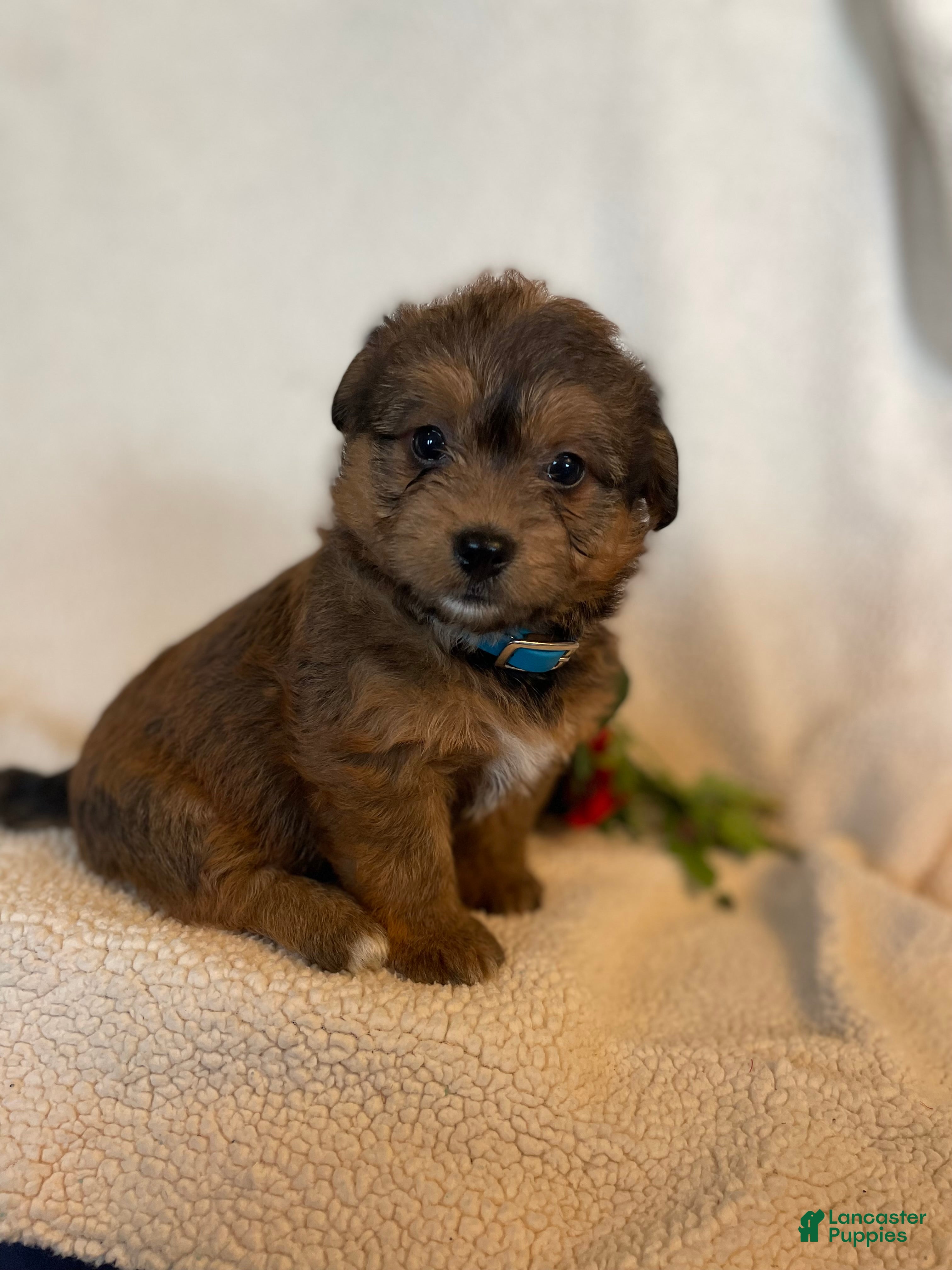 Corgipoo dogs Frank - Ad 2