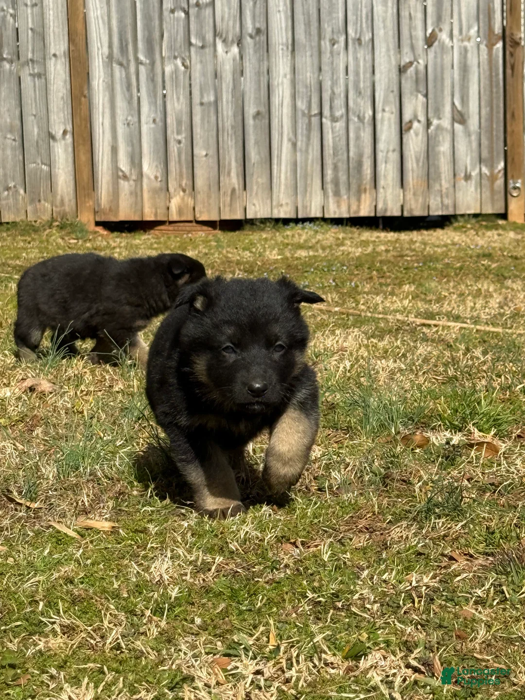 German Shepherd dogs for sale: German Shepherd Puppy 5 - Ad 3