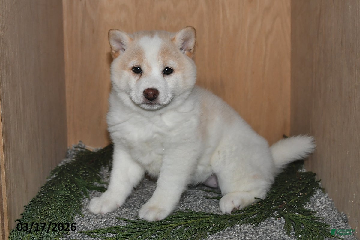 Shiba Inu dogs Heidi - Ad 2