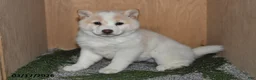 Shiba Inu dogs for sale: Heidi - Ad 2