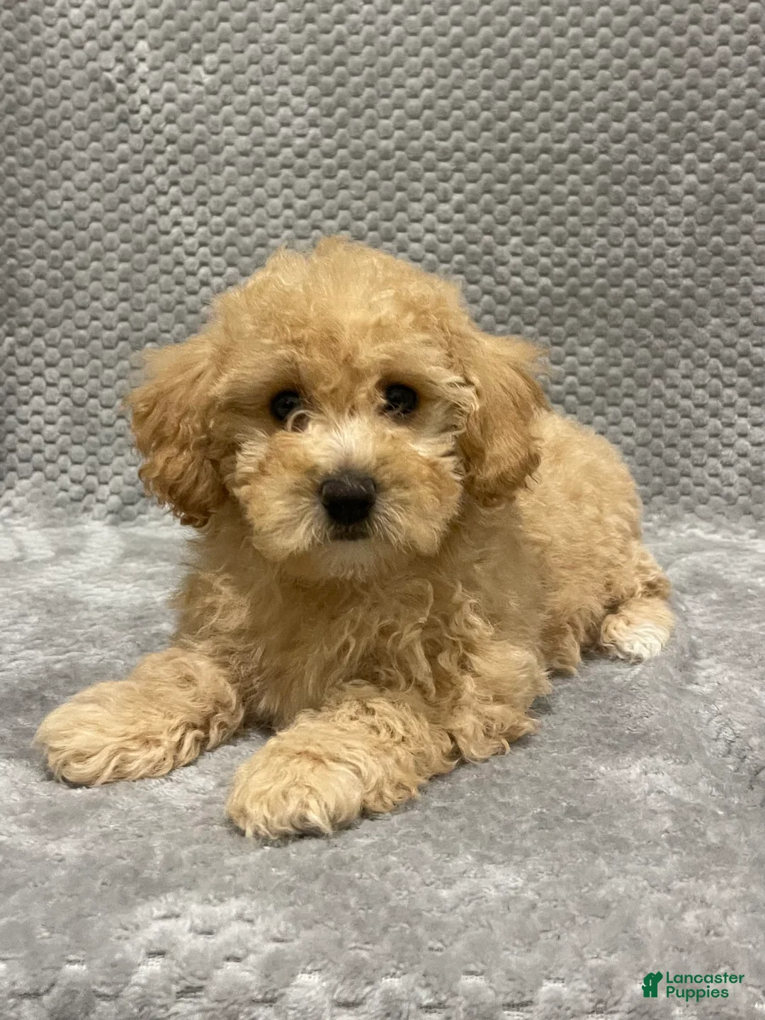 Bichpoo dogs for sale: Fiona - Ad 2