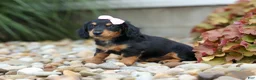 Miniature Dachshund dogs for sale: Tessa 💞 - Ad 10
