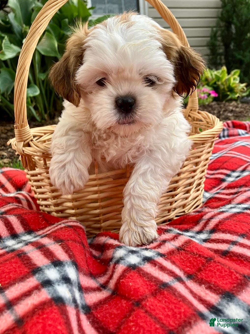 Shih Tzu dogs Sadie - Ad 1