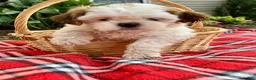 Shih Tzu dogs for sale: Sadie - Ad 1
