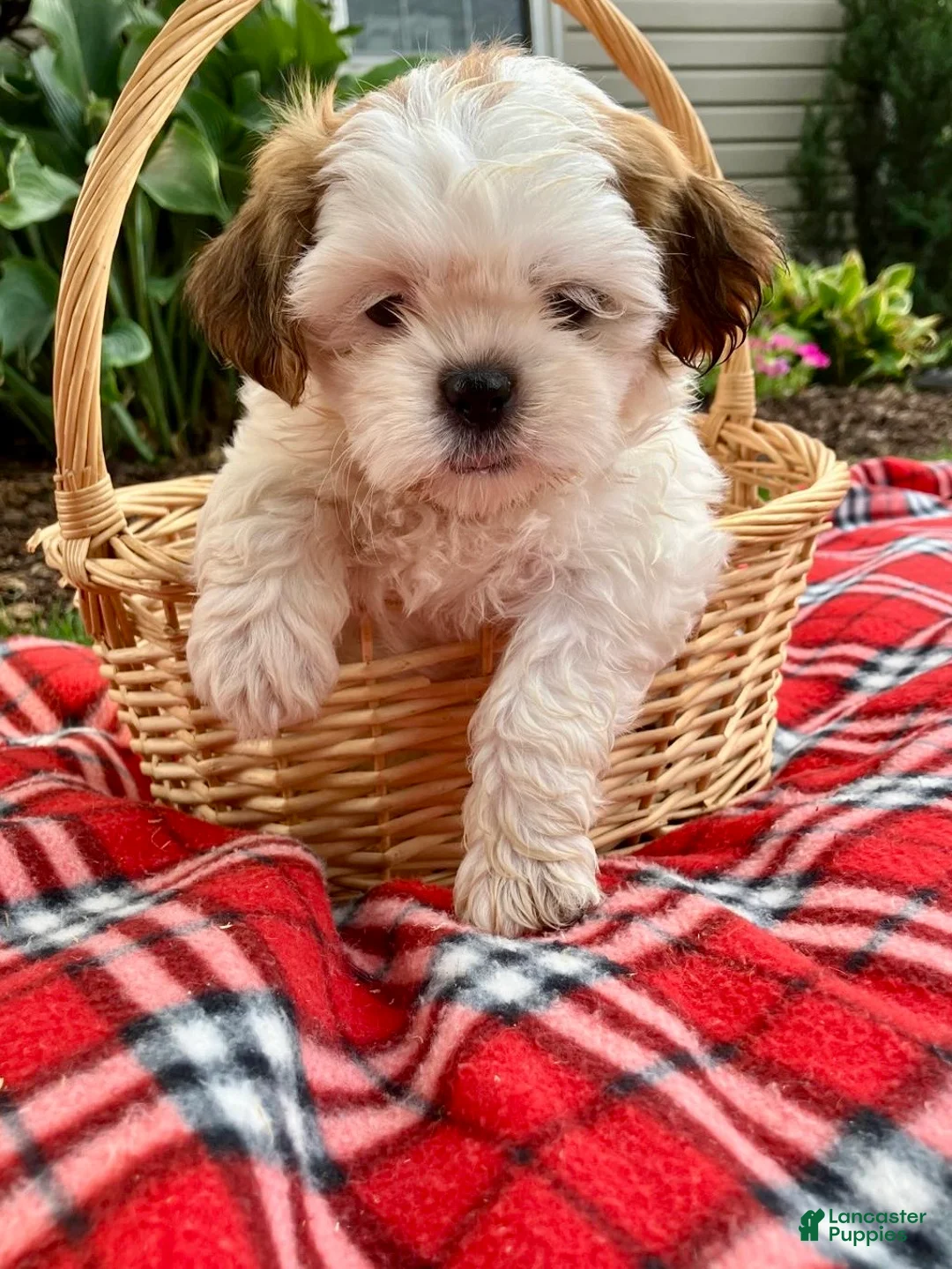 Shih Tzu dogs for sale: Sadie - Ad 1
