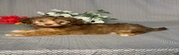 Havapoo dogs for sale: Alice - Ad 4